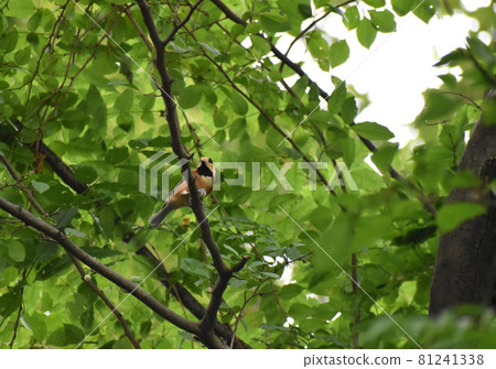 Varied tit found in the green Varied tit found in the green 81241338