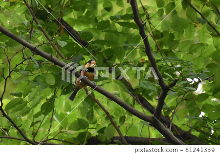 Varied tit found in the green Varied tit found in the green 81241339