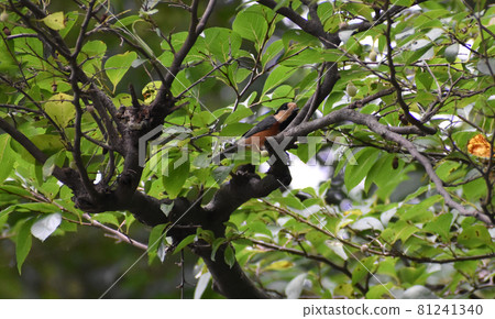 Varied tit found in the green Varied tit found in the green 81241340