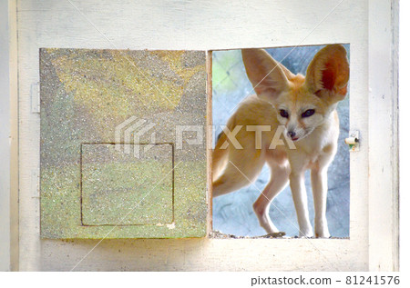Fennec 狐狸從窗戶偷看 Fennec 狐狸從窗戶偷看 81241576