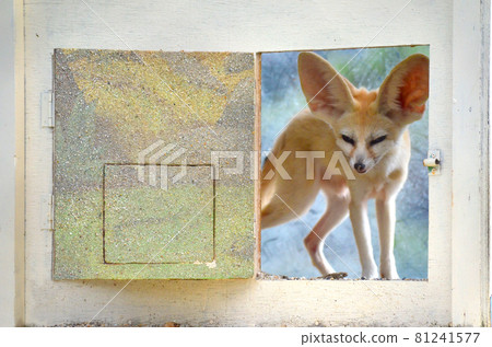 Fennec 狐狸從窗戶偷看 81241577