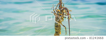 Lobster in the hands of a diver. Spiny lobster inhabits tropical and subtropical waters BANNER, LONG FORMAT 81241668