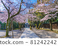 Japanese spring Yasukuni Shrine and cherry blossom scenery 81242242