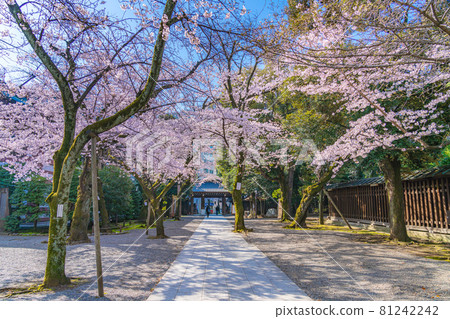 Japanese spring Yasukuni Shrine and cherry blossom scenery 81242242