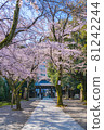 Japanese spring Yasukuni Shrine and cherry blossom scenery 81242244