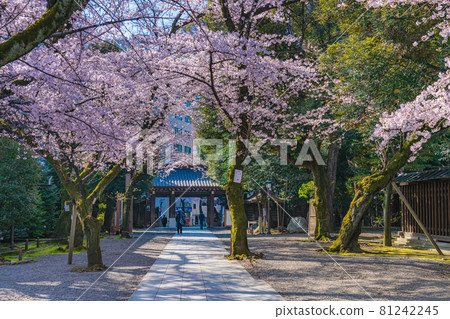 Japanese spring Yasukuni Shrine and cherry blossom scenery 81242245