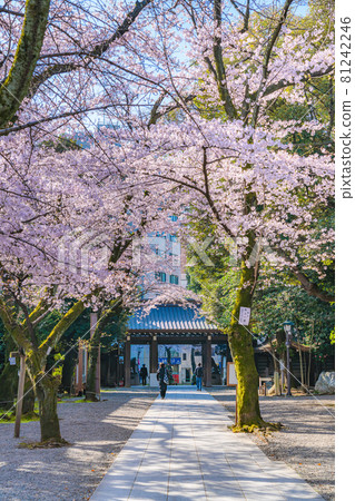日本春天靖國神社和櫻花風景 日本春天靖國神社和櫻花風景 81242246