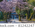Japanese spring Yasukuni Shrine and cherry blossom scenery 81242247