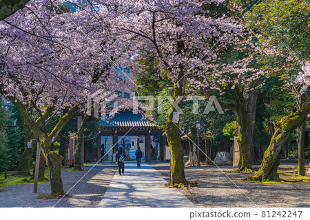 Japanese spring Yasukuni Shrine and cherry blossom scenery 81242247
