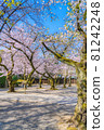 Japanese spring Yasukuni Shrine and cherry blossom scenery 81242248