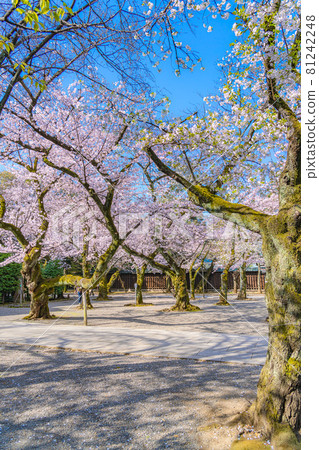 Japanese spring Yasukuni Shrine and cherry blossom scenery 81242248