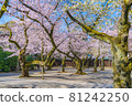 Japanese spring Yasukuni Shrine and cherry blossom scenery 81242250