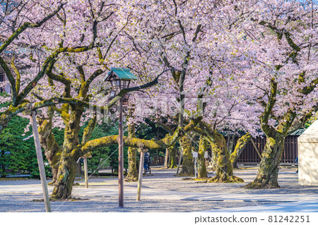 Japanese spring Yasukuni Shrine and cherry blossom scenery 81242251
