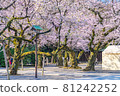 Japanese spring Yasukuni Shrine and cherry blossom scenery 81242252
