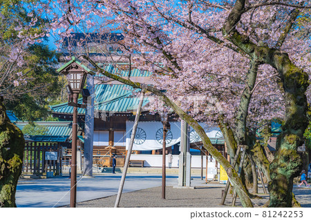 Japanese spring Yasukuni Shrine and cherry blossom scenery Japanese spring Yasukuni Shrine and cherry blossom scenery 81242253