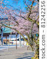 Japanese spring Yasukuni Shrine and cherry blossom scenery 81242256