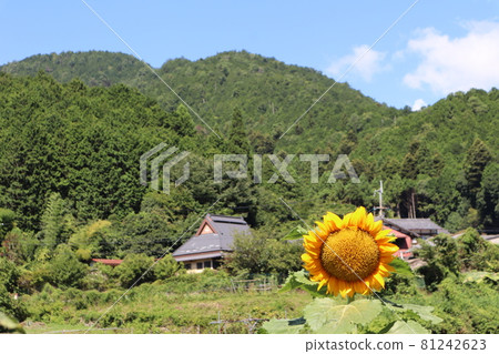 一朵向日葵的風景,隱約可見的私人住宅,山脈,白雲和藍天 一朵向日葵的風景,隱約可見的私人住宅,山脈,白雲和藍天 81242623