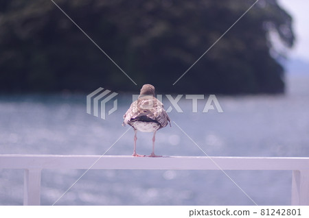 Seaside seagull 81242801