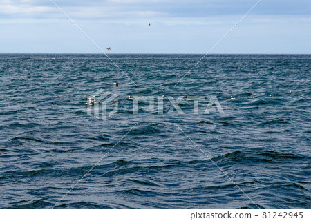 Resting Atlantic Puffins on the Farne Islands Resting Atlantic Puffins on the Farne Islands 81242945