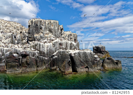 Guillemots sanctuary in Farne Islands - United Kingdom 81242955