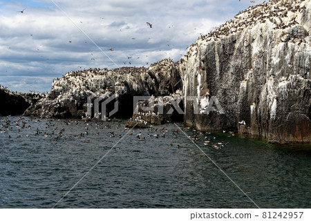 Guillemots sanctuary in Farne Islands - United Kingdom Guillemots sanctuary in Farne Islands - United Kingdom 81242957