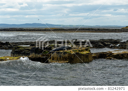 Seals on the Farne Islands - Northumberland - England Seals on the Farne Islands - Northumberland - England 81242971