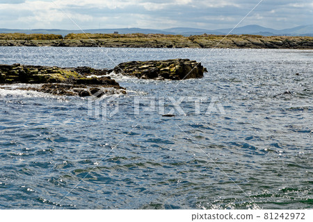 Seals on the Farne Islands - Northumberland - England Seals on the Farne Islands - Northumberland - England 81242972