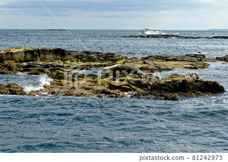 Seals on the Farne Islands - Northumberland - England Seals on the Farne Islands - Northumberland - England 81242973