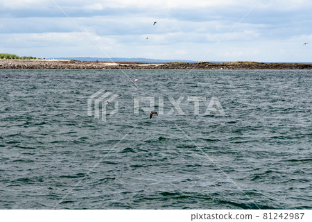 Atlantic Puffins in flight on the Farne Islands - UK 81242987