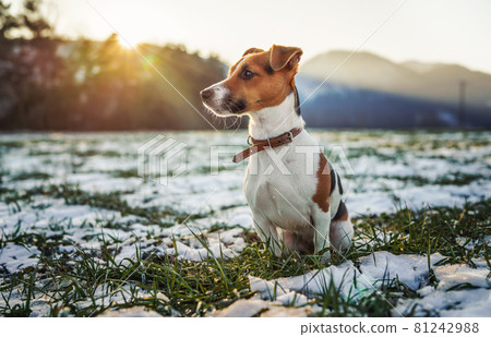 Small Jack Russell terrier stands on green grass meadow with patches of snow during freezing winter day, blurred trees and hills behind her Small Jack Russell terrier stands on green grass meadow with patches of snow during freezing winter day, blurred trees and hills behind her 81242988