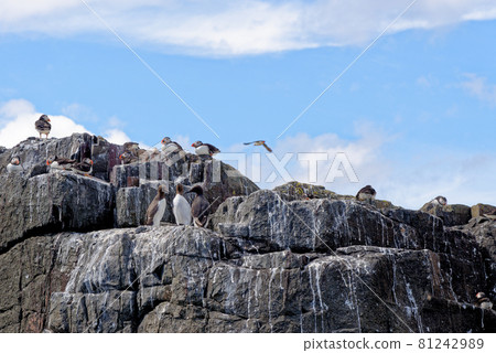 Atlantic Puffins on the Farne Islands - UK Atlantic Puffins on the Farne Islands - UK 81242989
