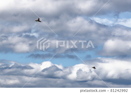 Atlantic Puffins in flight on the Farne Islands - UK 81242992