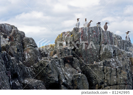 Atlantic Puffins on the Farne Islands - UK 81242995
