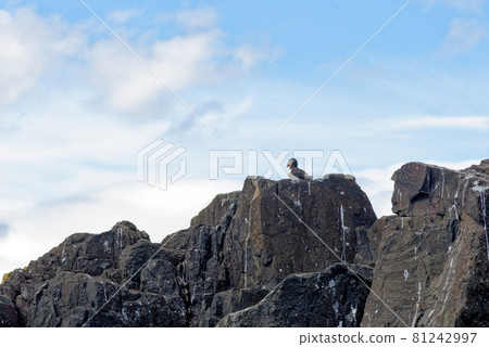 Atlantic Puffins on the Farne Islands - UK Atlantic Puffins on the Farne Islands - UK 81242997