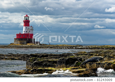 Common Seals and Longstone Lighthouse in the farne Islands - United Kingdom Common Seals and Longstone Lighthouse in the farne Islands - United Kingdom 81243009