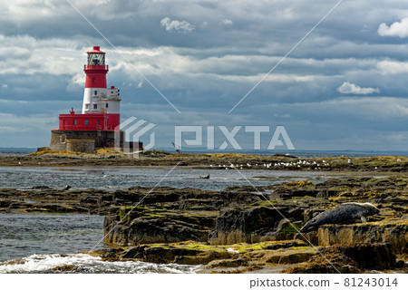 Common Seals and Longstone Lighthouse in the farne Islands - United Kingdom Common Seals and Longstone Lighthouse in the farne Islands - United Kingdom 81243014