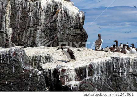 Guillemots sanctuary in Farne Islands - United Kingdom Guillemots sanctuary in Farne Islands - United Kingdom 81243061