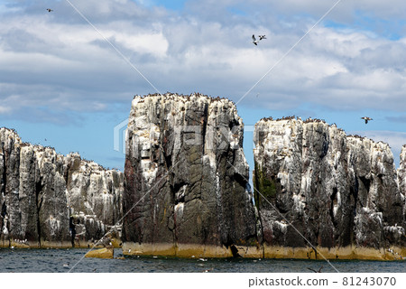 Guillemots sanctuary in Farne Islands - United Kingdom Guillemots sanctuary in Farne Islands - United Kingdom 81243070
