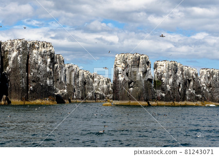 Guillemots sanctuary in Farne Islands - United Kingdom Guillemots sanctuary in Farne Islands - United Kingdom 81243071
