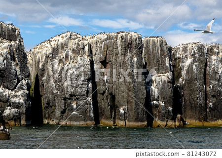 Guillemots sanctuary in Farne Islands - United Kingdom Guillemots sanctuary in Farne Islands - United Kingdom 81243072