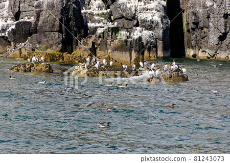 Guillemots sanctuary in Farne Islands - United Kingdom Guillemots sanctuary in Farne Islands - United Kingdom 81243073