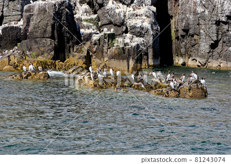 Guillemots sanctuary in Farne Islands - United Kingdom Guillemots sanctuary in Farne Islands - United Kingdom 81243074