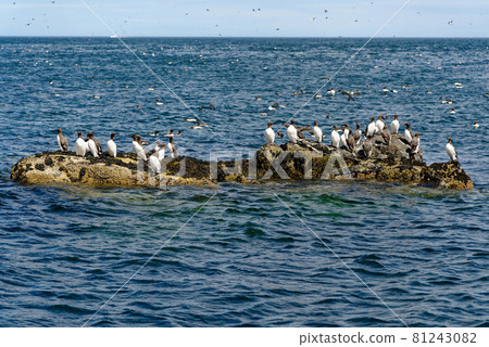 Guillemots sanctuary in Farne Islands - United Kingdom Guillemots sanctuary in Farne Islands - United Kingdom 81243082