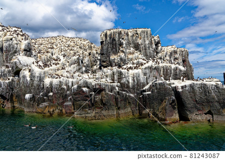 Guillemots sanctuary in Farne Islands - United Kingdom Guillemots sanctuary in Farne Islands - United Kingdom 81243087