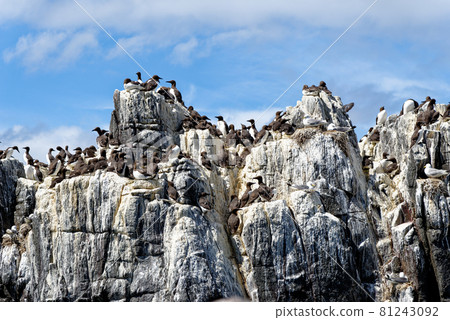Guillemots sanctuary in Farne Islands - United Kingdom Guillemots sanctuary in Farne Islands - United Kingdom 81243092