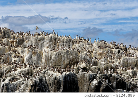 Guillemots sanctuary in Farne Islands - United Kingdom 81243099