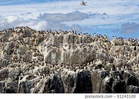 Guillemots sanctuary in Farne Islands - United Kingdom 81243100