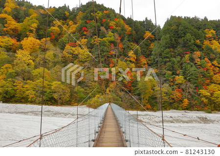 Hiratakaseiri, Omachi City, Nagano Prefecture Fudozawa Suspension Bridge and Autumn Leaves near the Takase Dam Adjustment Lake 81243130