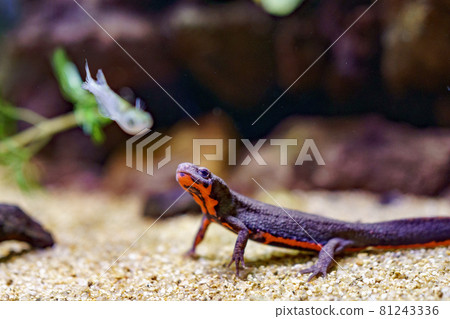 水下蜥蜴 81243336