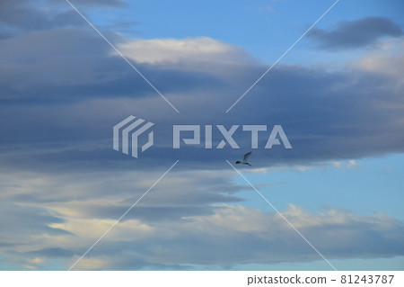 戲劇性的膨脹雲，飛翔的白鷺，美麗的噴雲 81243787